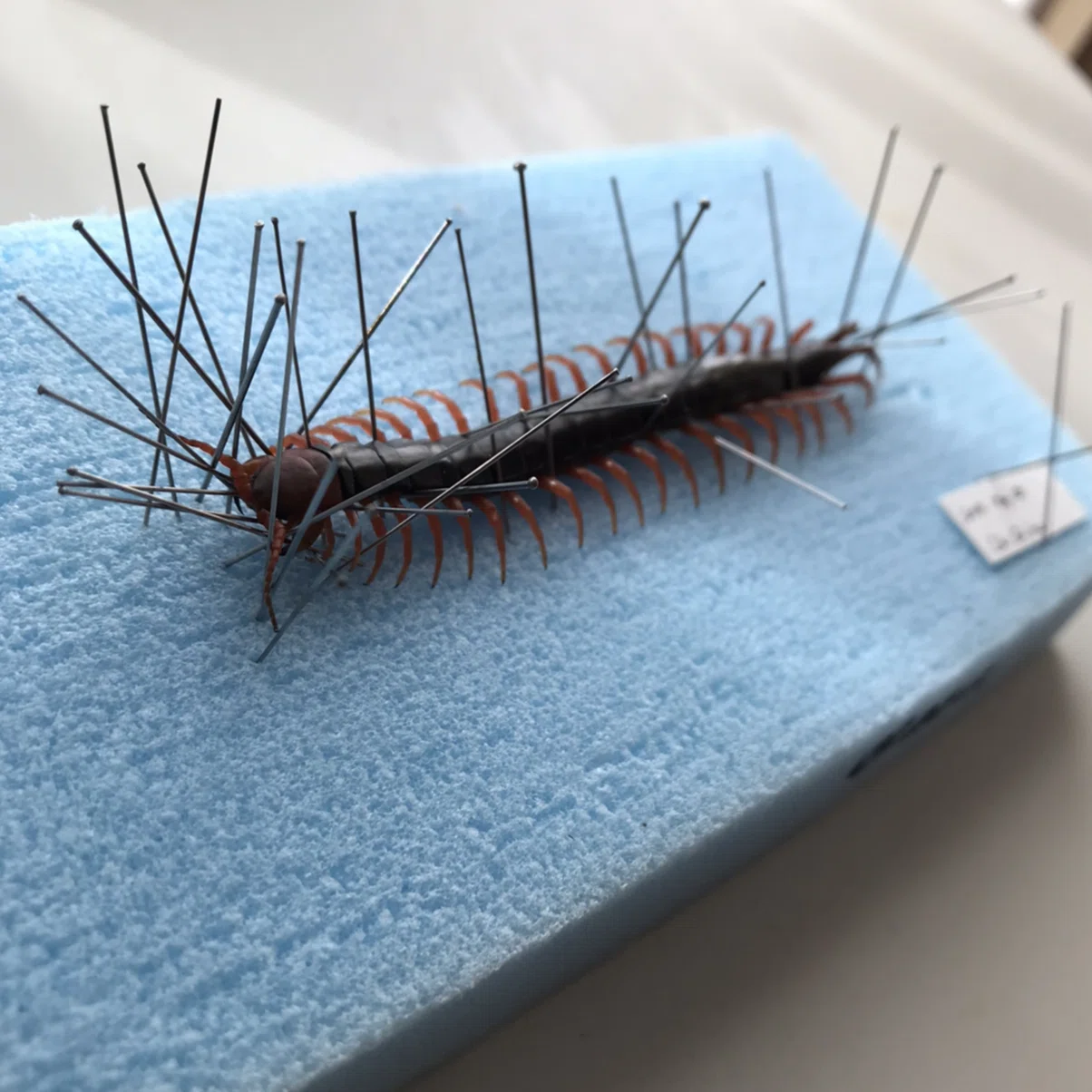 ムカデの標本を作ろう｜ユウキモドキ