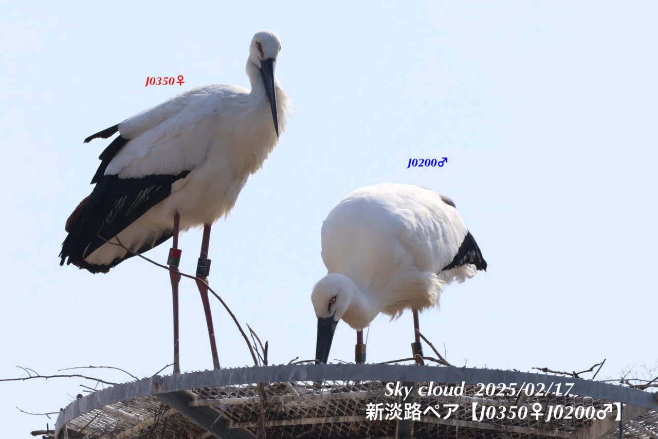 久しぶりにコウノトリ営巣見に、他個体も飛来で…｜mikihiro_nishioka 