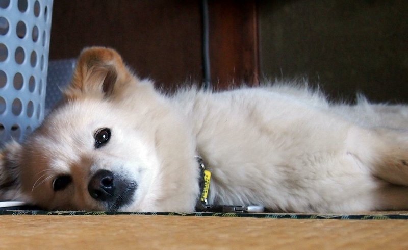 16年間ありがとう お疲れさまでした Yon Note