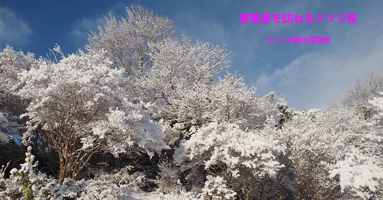 117．ツツジの庭の雪景色｜sasayan