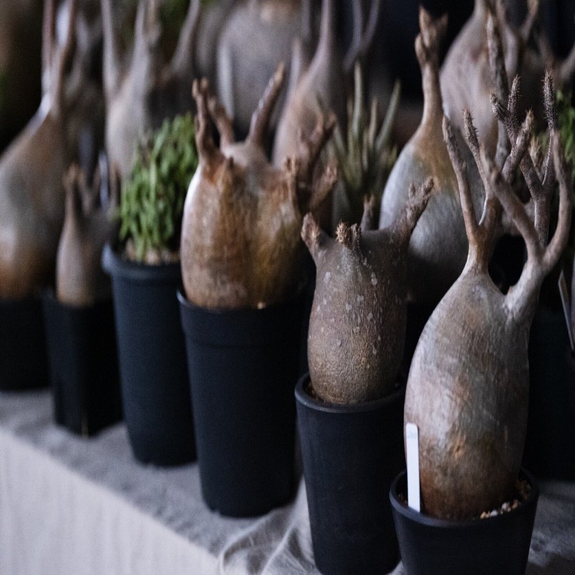 パキポディウム・グラキリス：独特の意匠が生まれた生態系と環境