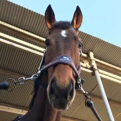 乗馬ファッション通信