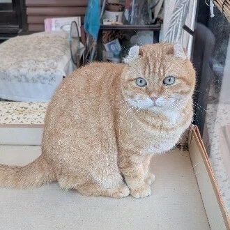 daku