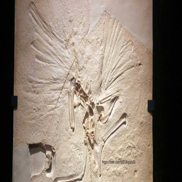 1億5000万年前のジュラ紀に「鳥」がいた可能性｜いきものぐるり