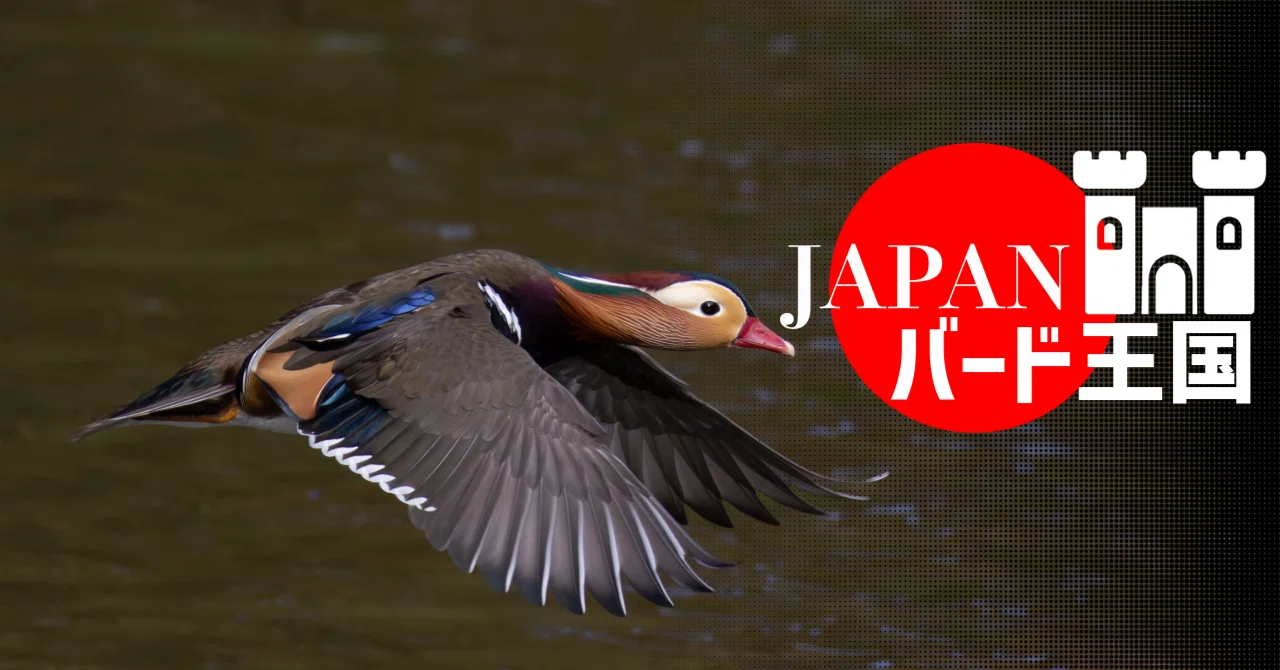 おしどり夫婦〟を信じてきた王様に衝撃の事実【JAPANバード王国#2