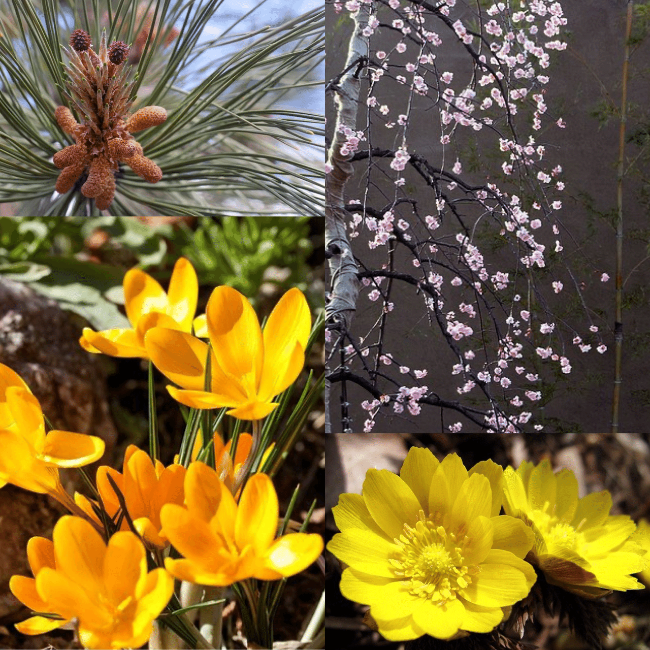 1月3日お誕生日の方おめでとうございます 今日の誕生花の花言葉は マツ 不老長寿 哀れみ 同情 ウメ 高潔 忠実 忍耐 クロッカス 青春の喜び 切望 フクジュソウ 幸せを招く 永久の幸福 今日も Monstera18 Note