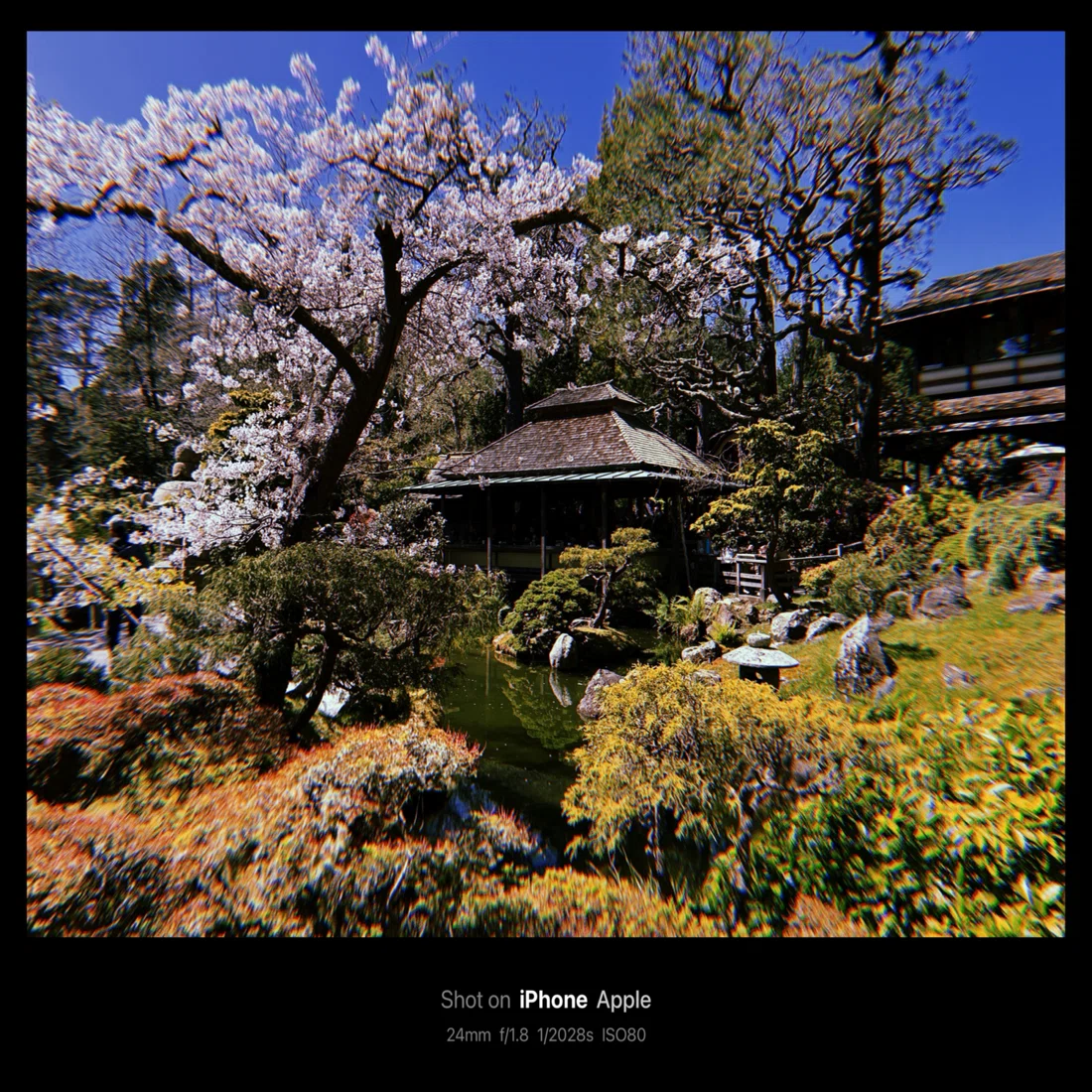 Japanese Tea Garden / 日本茶園(San Francisco, USA)｜N.Hagimoto