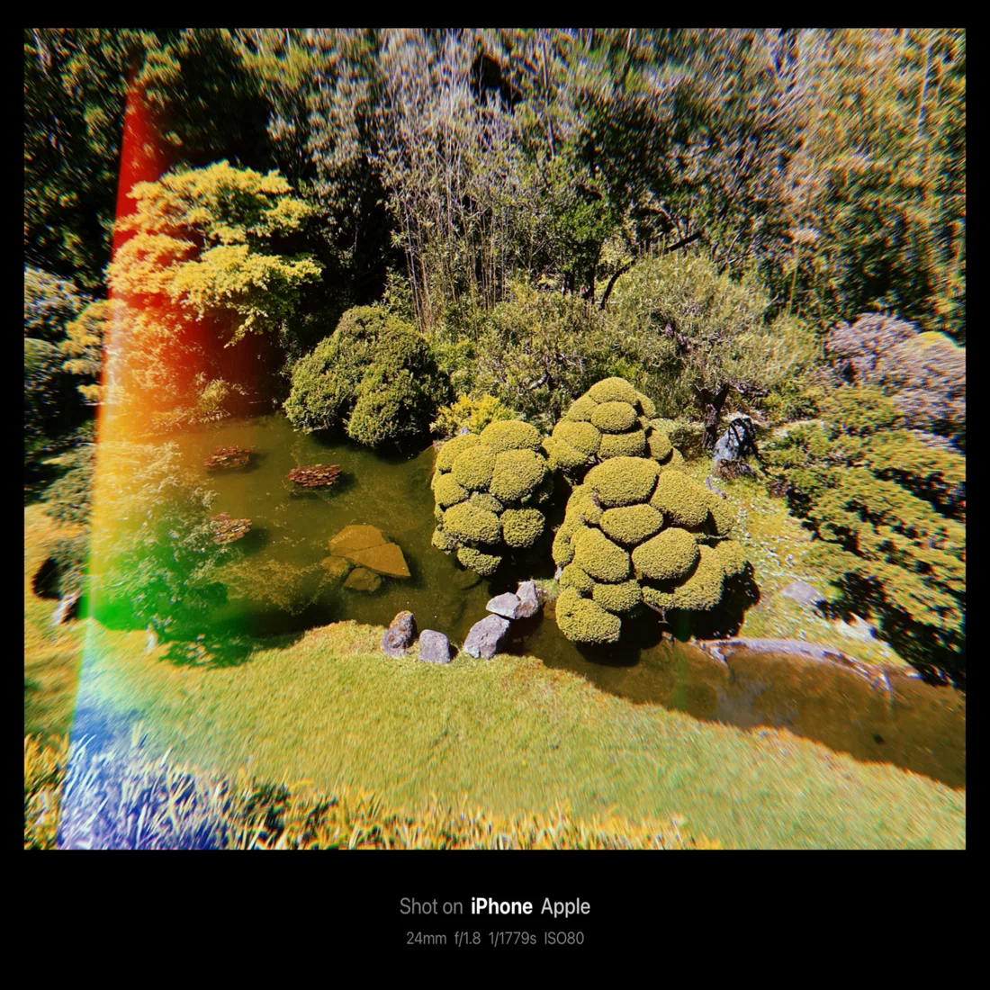 Japanese Tea Garden / 日本茶園(San Francisco, USA)｜N.Hagimoto