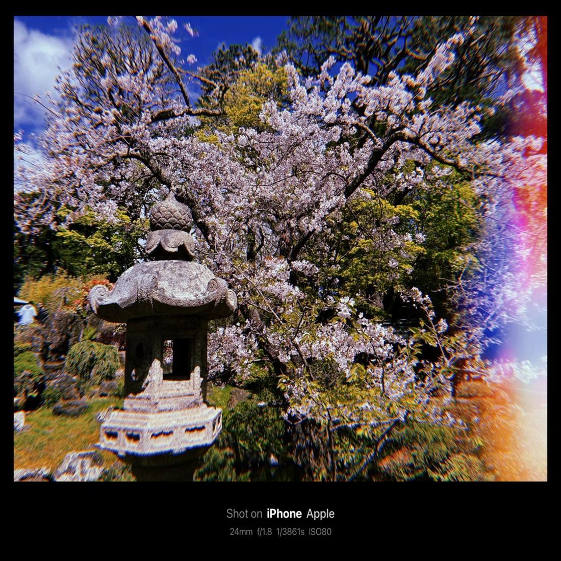 Japanese Tea Garden / 日本茶園(San Francisco, USA)｜N.Hagimoto