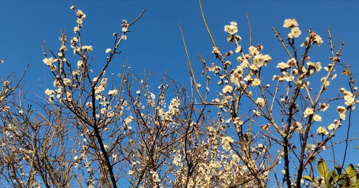 梅の花が散る頃に 2025/2/18|逢隅