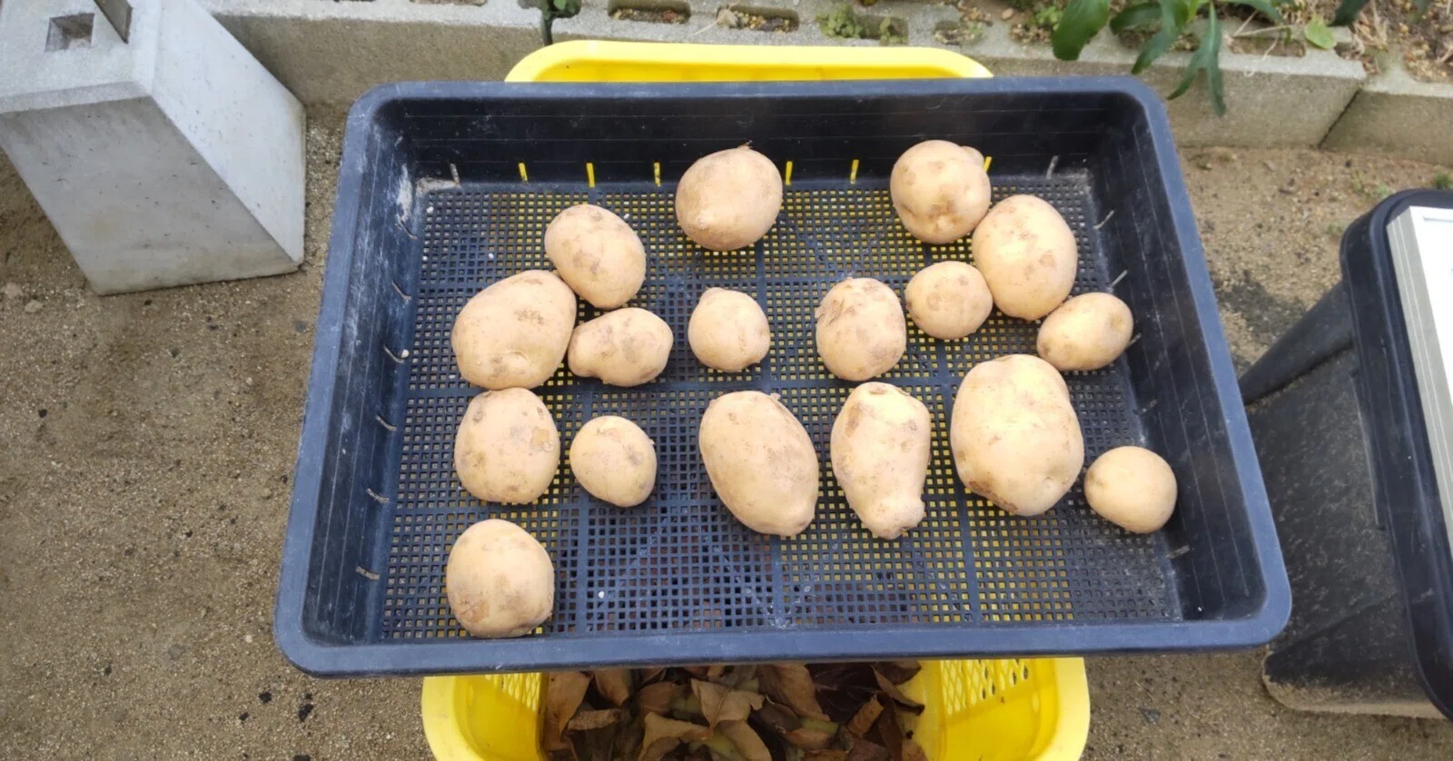 じゃがいも栽培の準備｜ぬくみねっと