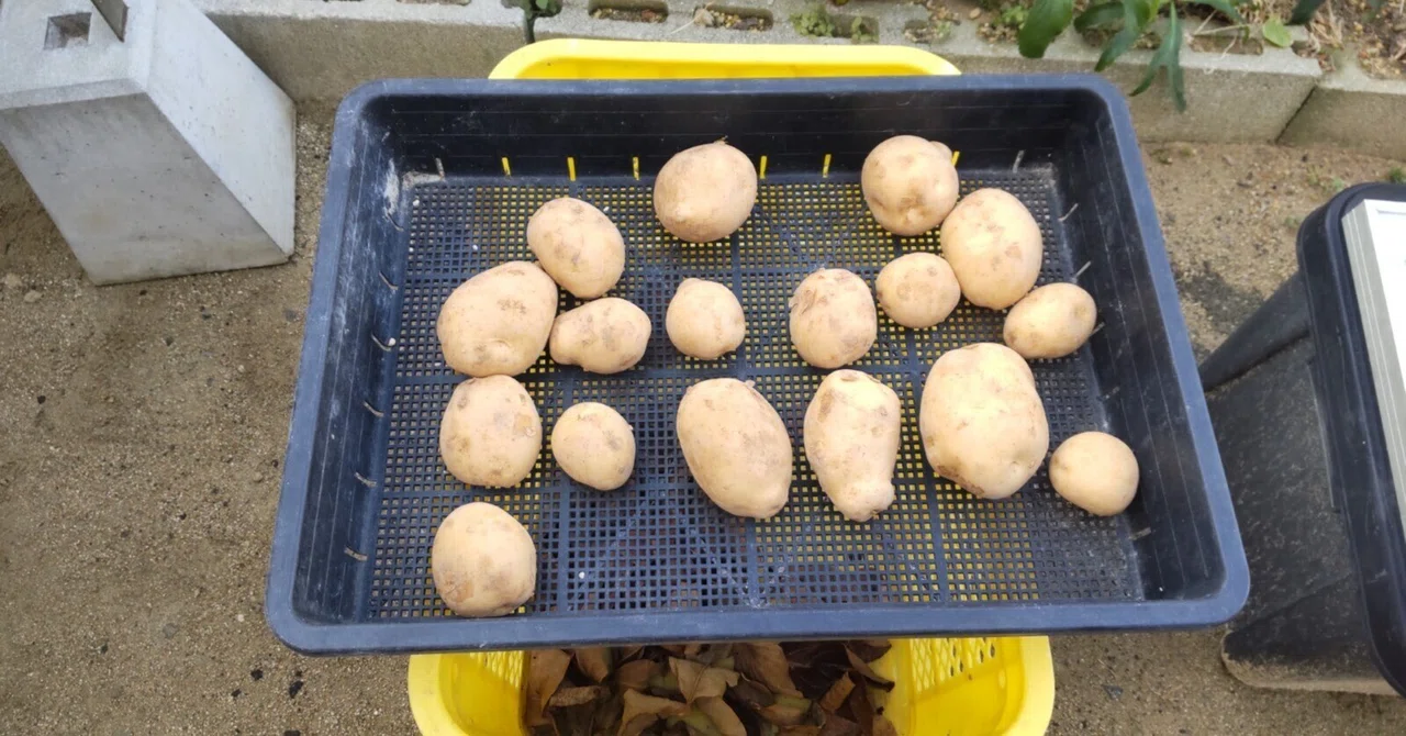 じゃがいも栽培の準備｜ぬくみねっと