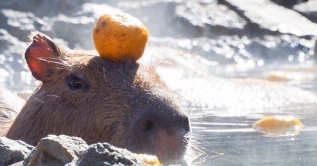 カピバラ沼へようこそ～癒しと達観に救われる日々｜ふくちゃん