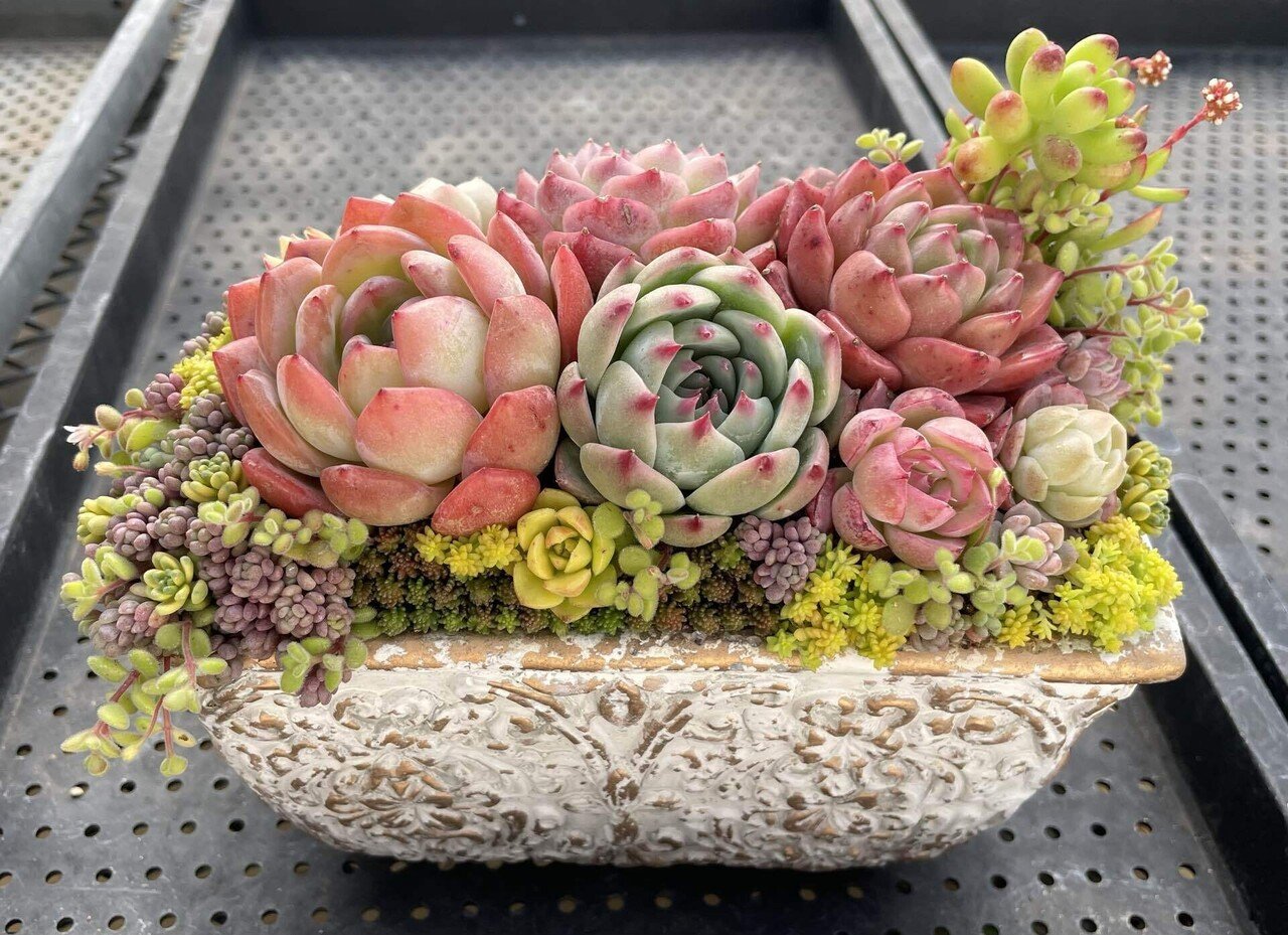 大分の多肉植物大学｜ぱんだ