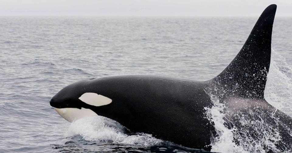 エレガントシャチ 寿命 最高の花の画像 エレガントシャチ 寿命 最高の花の画像