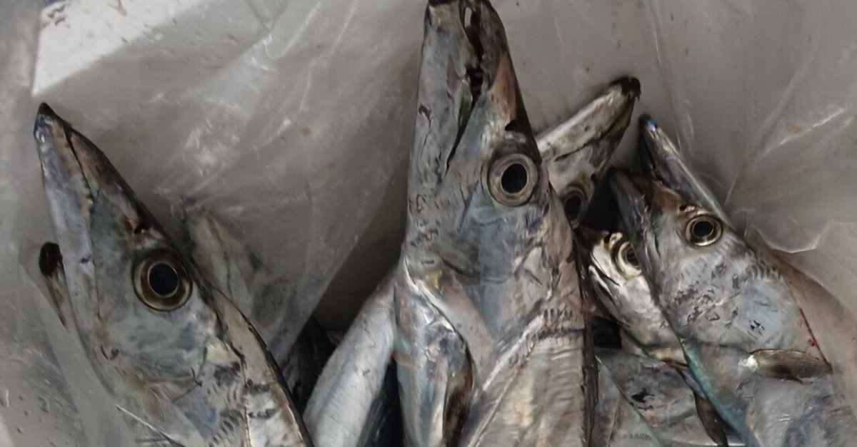 太刀魚ジグ　(タチウオジギング) 67本 太刀魚ジグ (タチウオジギング) 67本