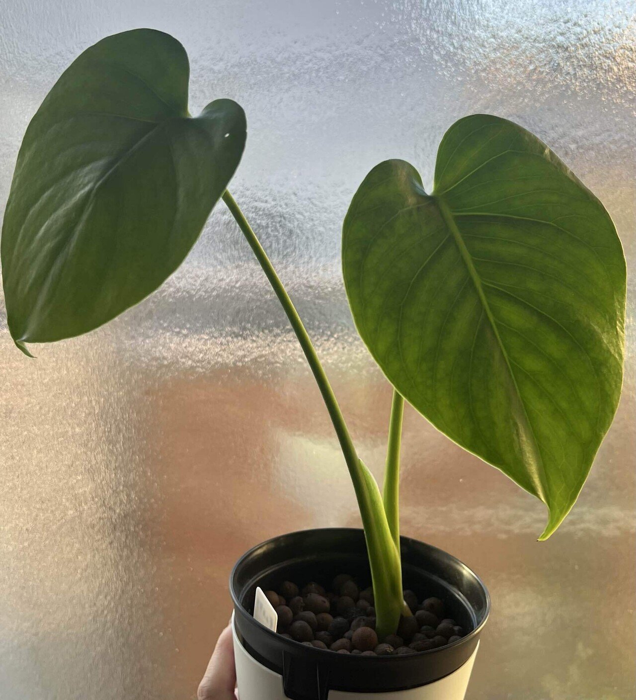 モンステラ 実生　観葉植物 ① 我が家の実生モンステラ｜mako＠plants