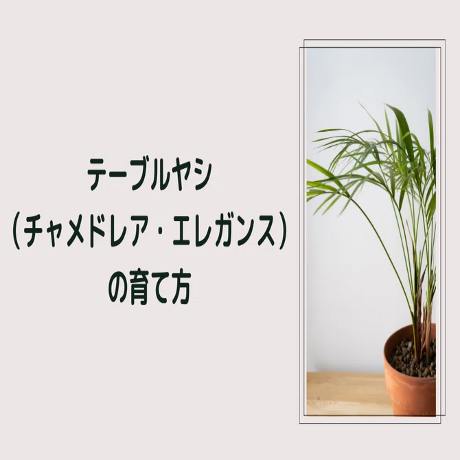 テーブルヤシ（チャメドレア・エレガンス）の育て方｜Plantoto