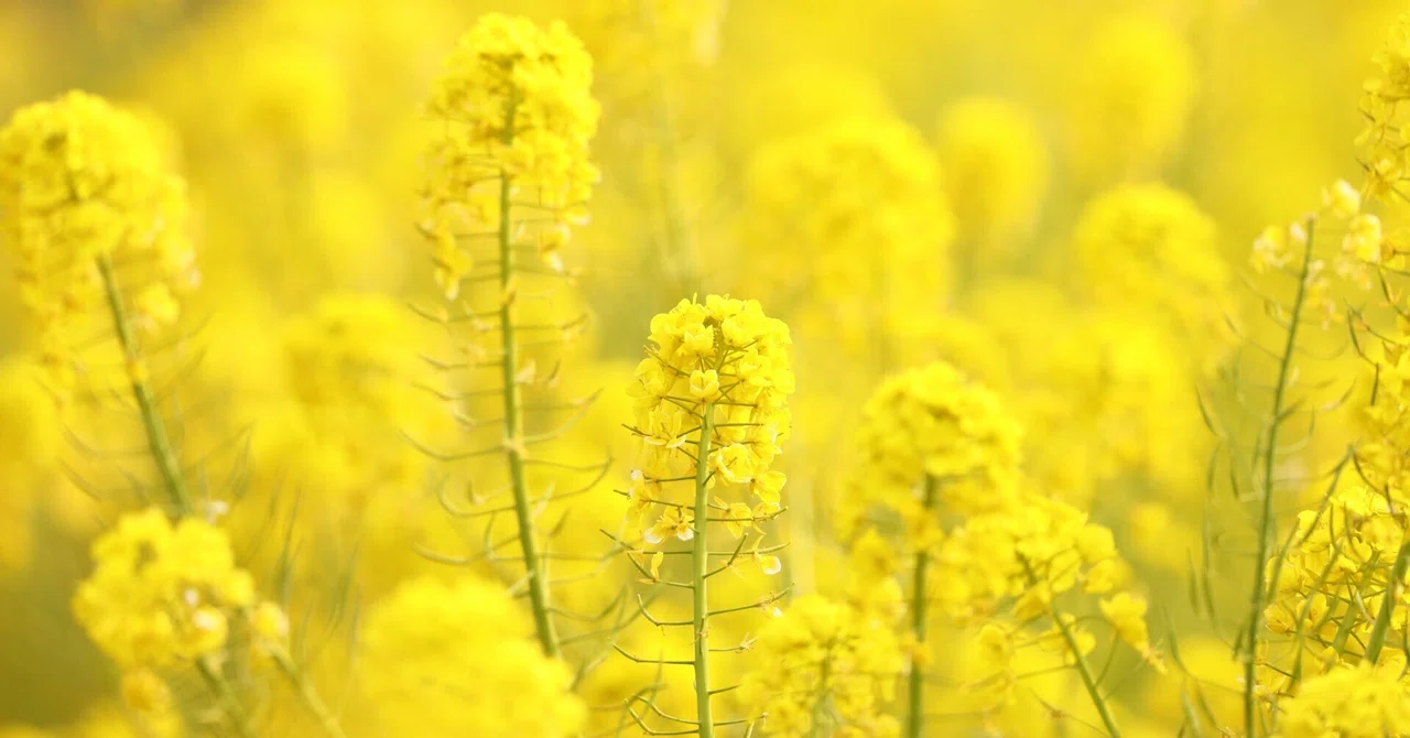 Stroll & Snaps Vol. 111: 界隈の彩 - 菜の花｜Strolling Ricky