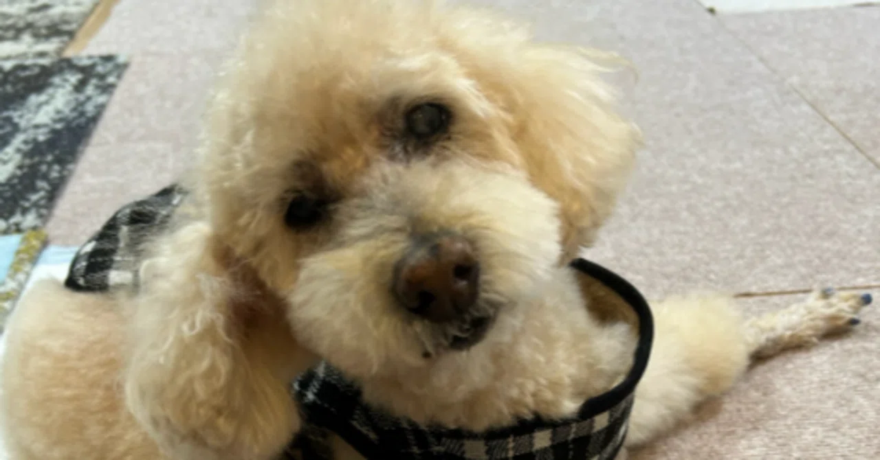 Nerve-wracking Shampoo and Haircut｜Eg Dog Cares