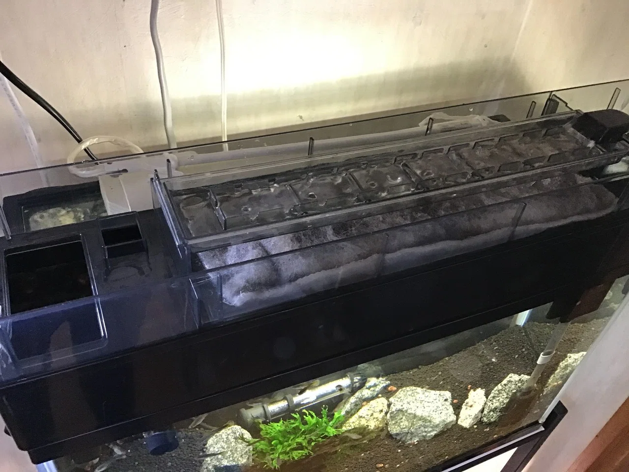 ウェット ドライ メイン水槽に 設置 ゆーいちの水槽部屋 Note