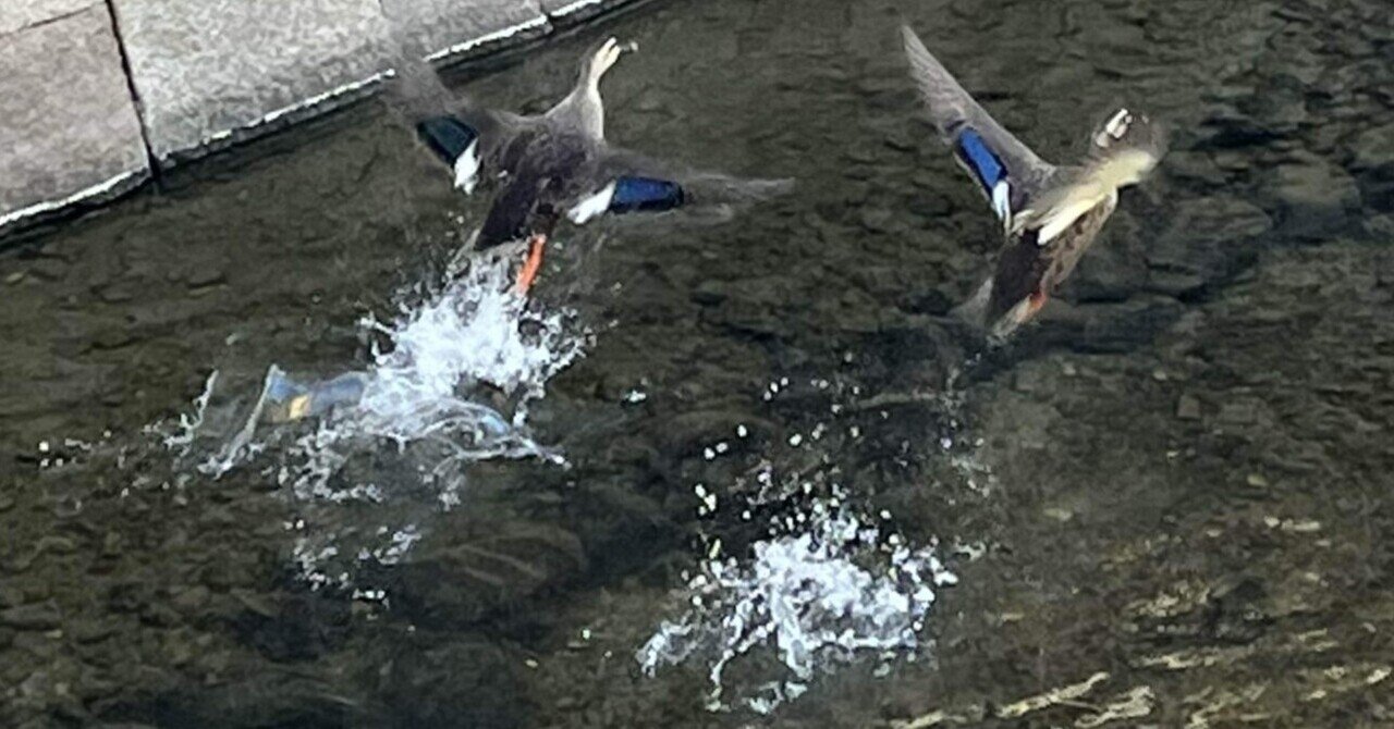 ブランド通販サイト 🦆カモさん❕カモかも❣️📚sss｜まるまるの虫 カメさん その他