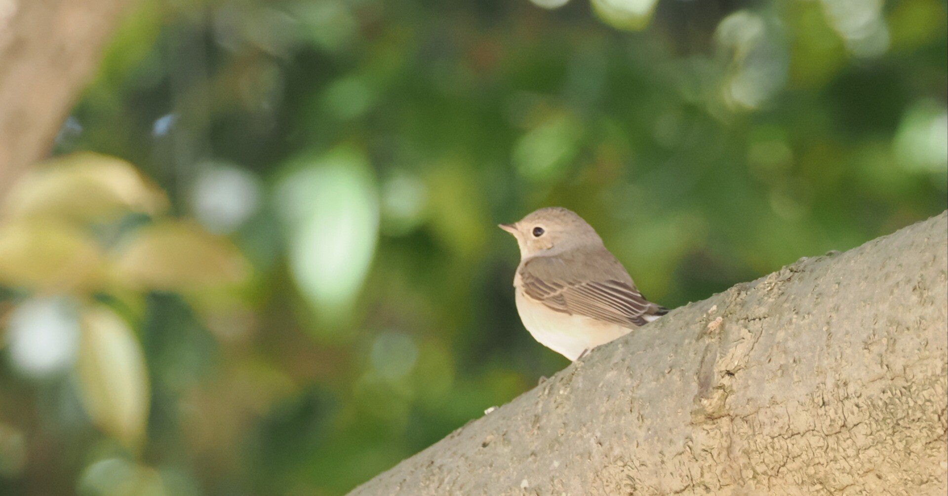 はじめまして、ニシオジロビタキ 鳥見散歩＜K公園編＞2025年2月｜ちる