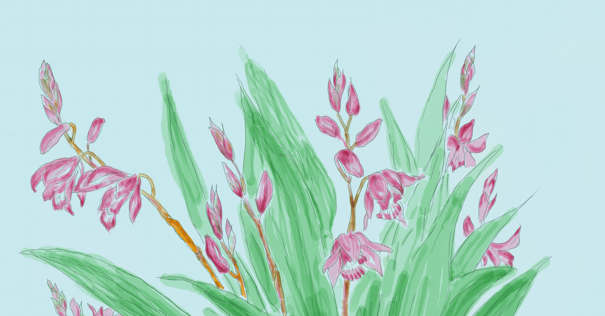 シランの花を描きました ✿｜ゆきやま