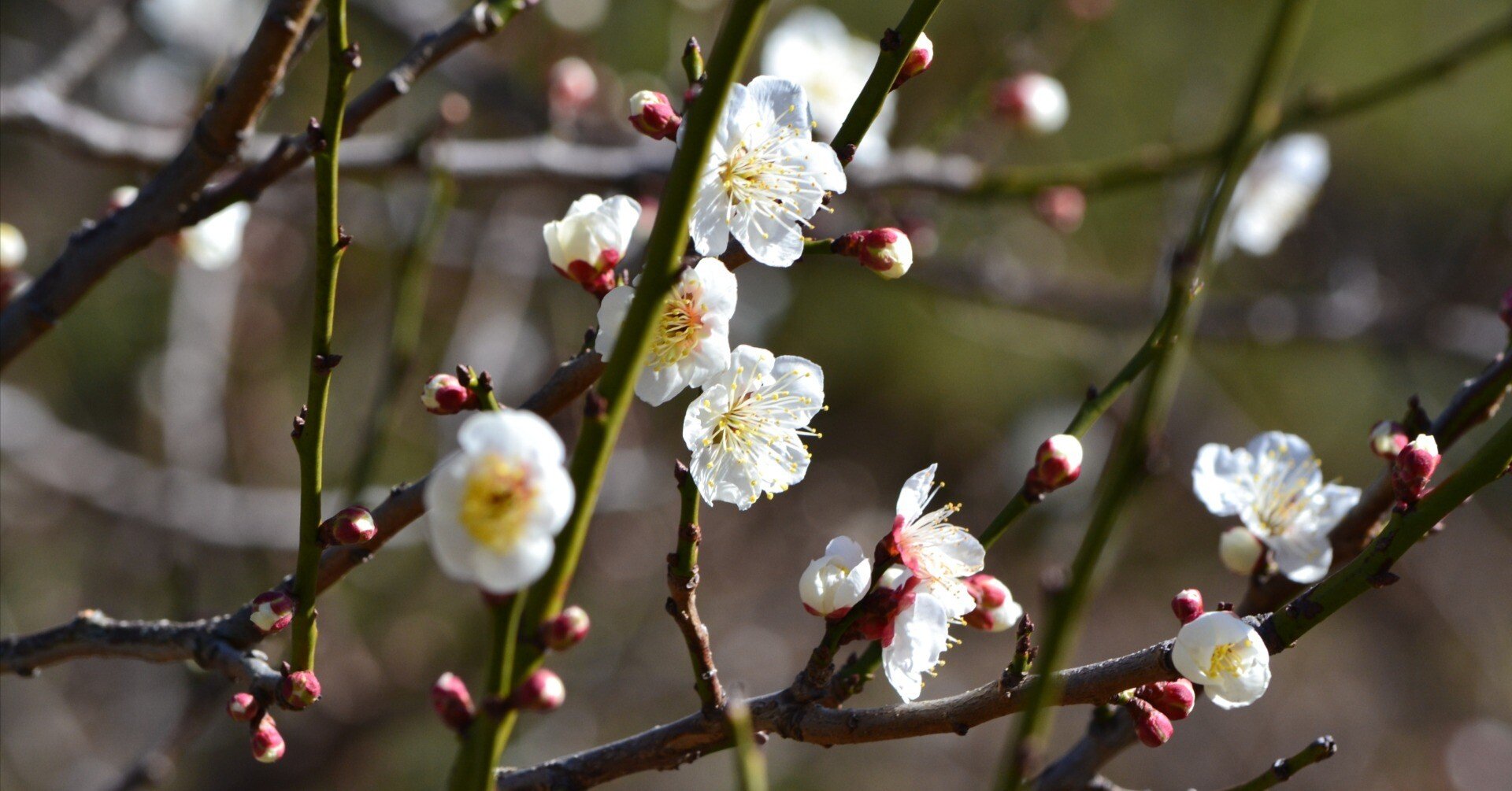 横浜三渓園（さんけいえん）で梅見とひなめぐりを楽しむ｜さくら