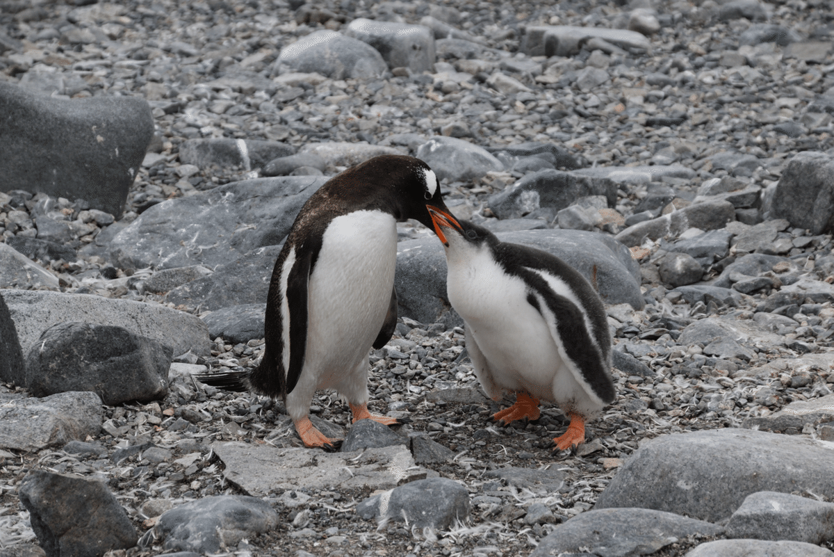 世界一周 day312【南極編③🇦🇶 南極で遂にペンギンとご対面】~世界