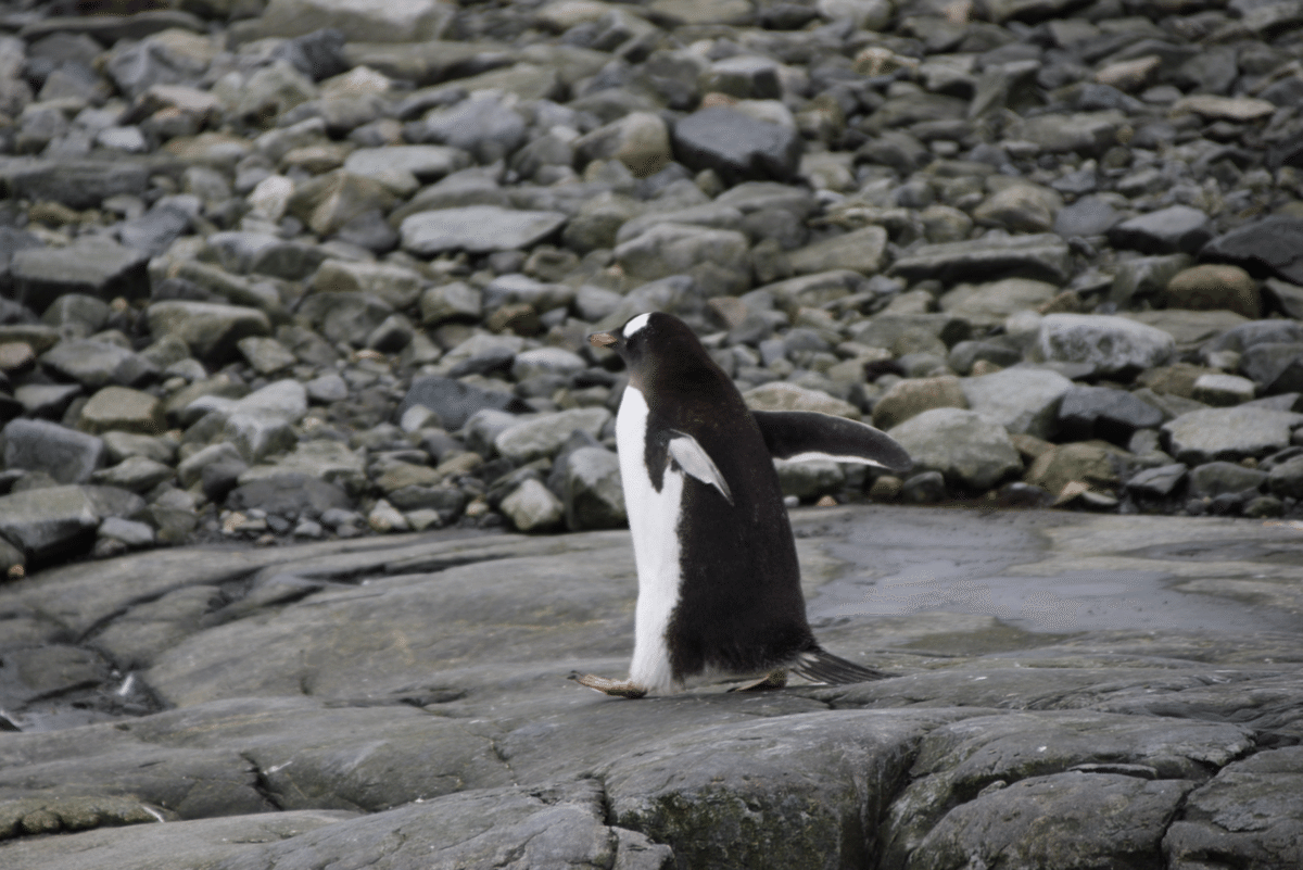 世界一周 day312【南極編③🇦🇶 南極で遂にペンギンとご対面】~世界