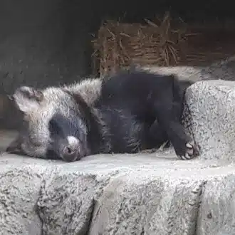 タヌ