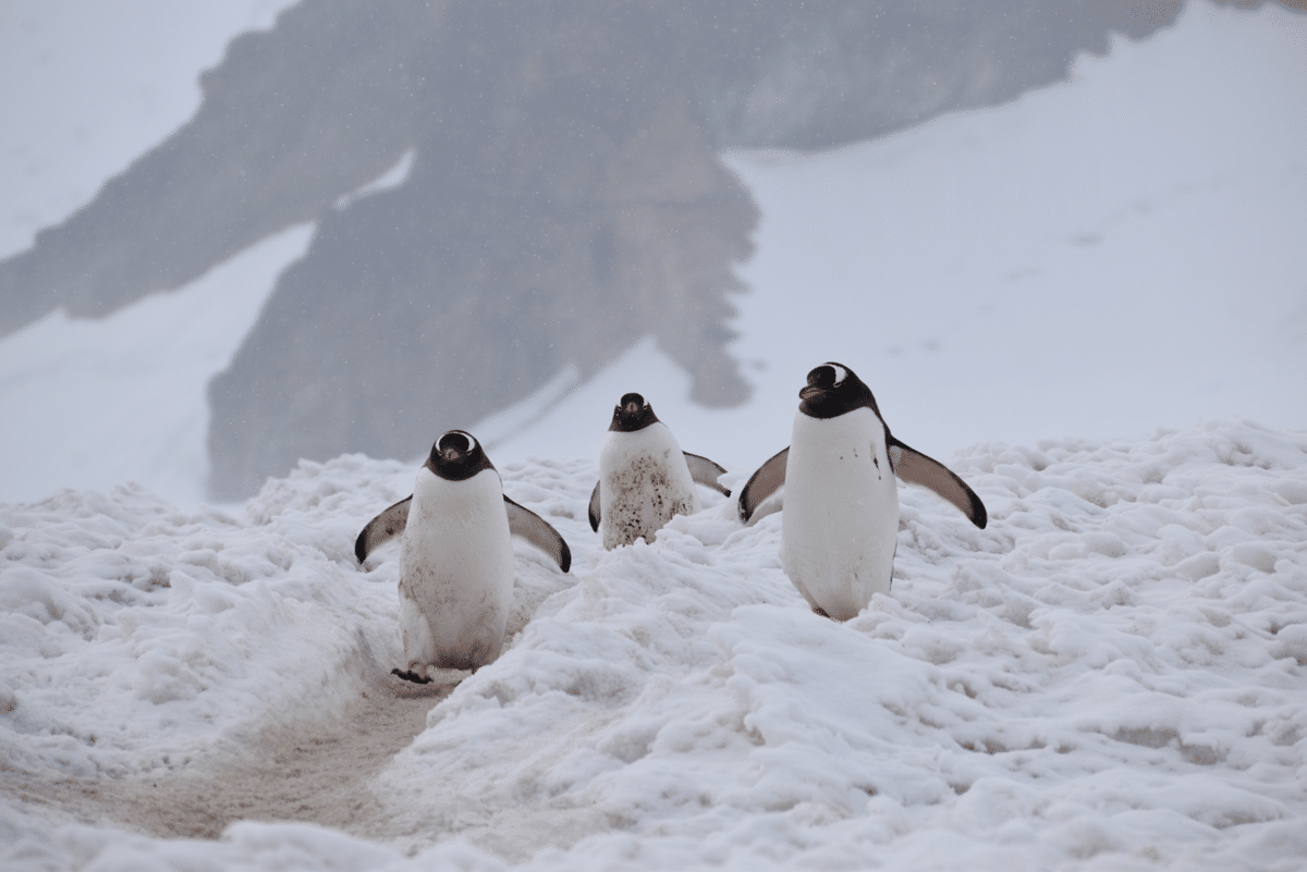 世界一周 day313【南極編④🇦🇶 圧巻の自然と南極大陸