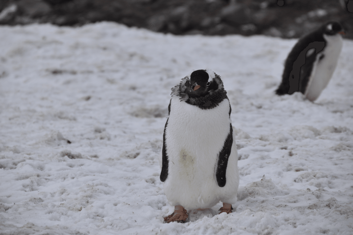 世界一周 day314【南極編⑤🇦🇶 ペンギンとクジラとアザラシと】~世界