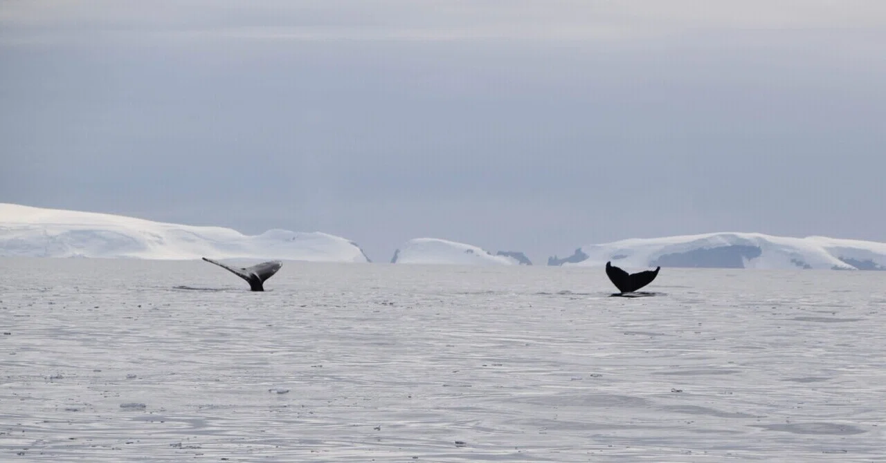 世界一周 day314【南極編⑤🇦🇶 ペンギンとクジラとアザラシと】~世界