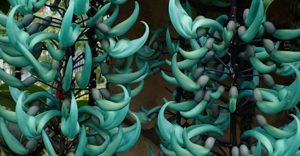 翡翠の花 花の名は。Vol.28｜新井裕之（StudioA）