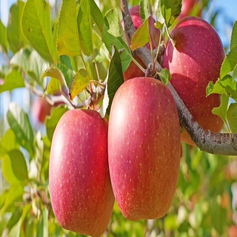 日本農業 最先端の農業技術 × 伝統の青森リンゴ ｜宮泉｜あおもり地酒