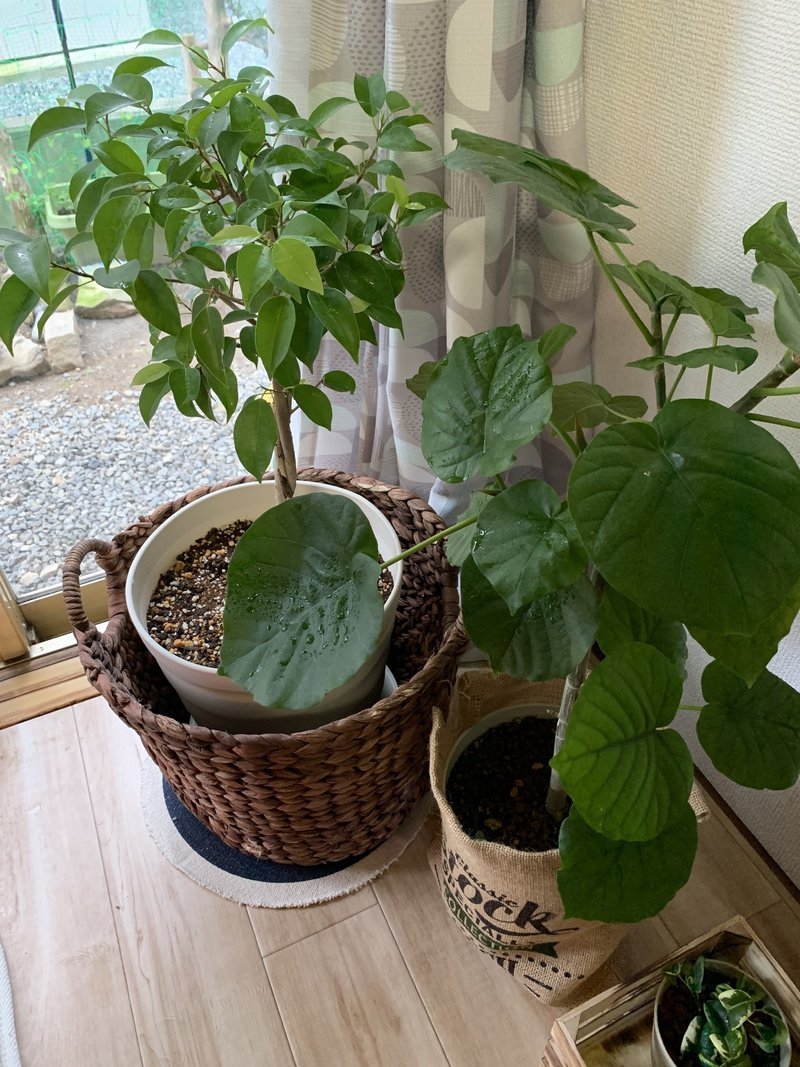 続 観葉植物 いわたけいこ らっぱと作編曲家 Note 続 観葉植物 いわたけいこ らっぱと作編曲家 Note