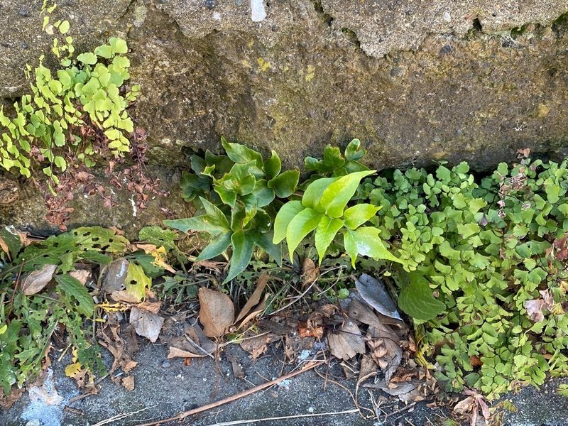 家から最寄駅までの植物観察 路上園芸学会 Ayako Murata Note