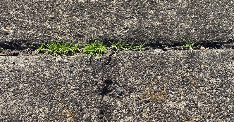 家から最寄駅までの植物観察