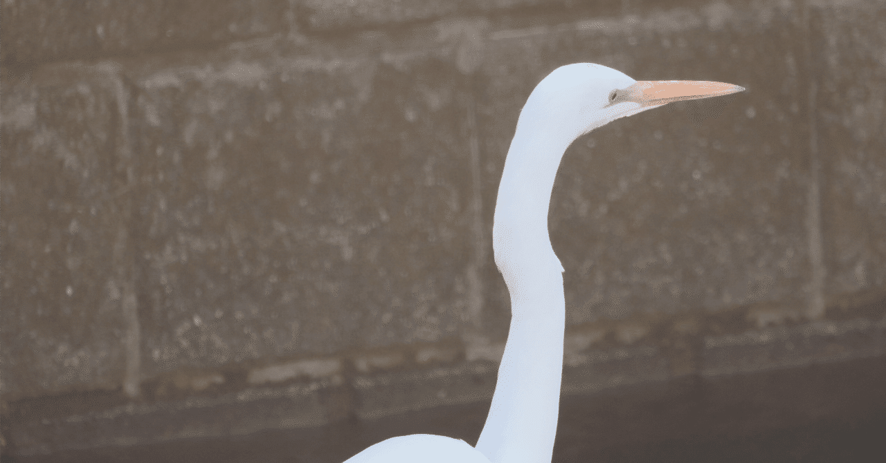 Framerの使い方について雑に｜そすう