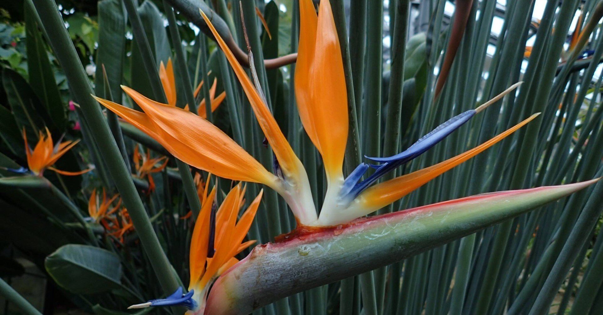 鳥類系 花の名は。Vol.29｜新井裕之（StudioA）