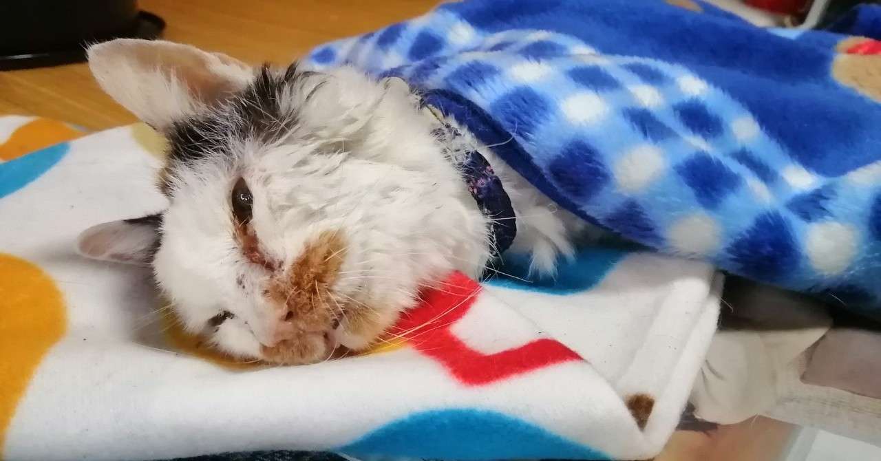 ちゃんと待っていた よこたいたる いい呼吸をしてます Note