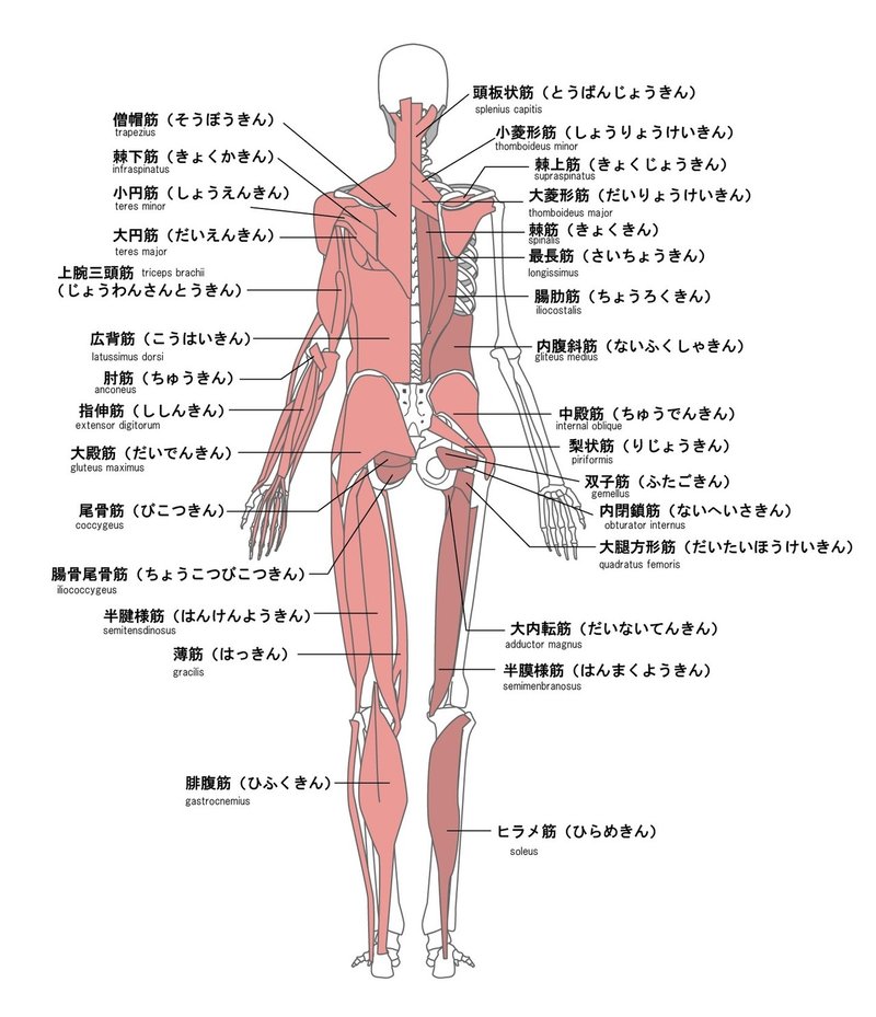 筋 作用 上 棘