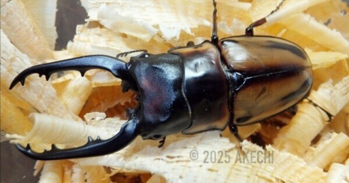 ファブリースノコギリクワガタ・タカクワイ亜種の飼育記録【2011