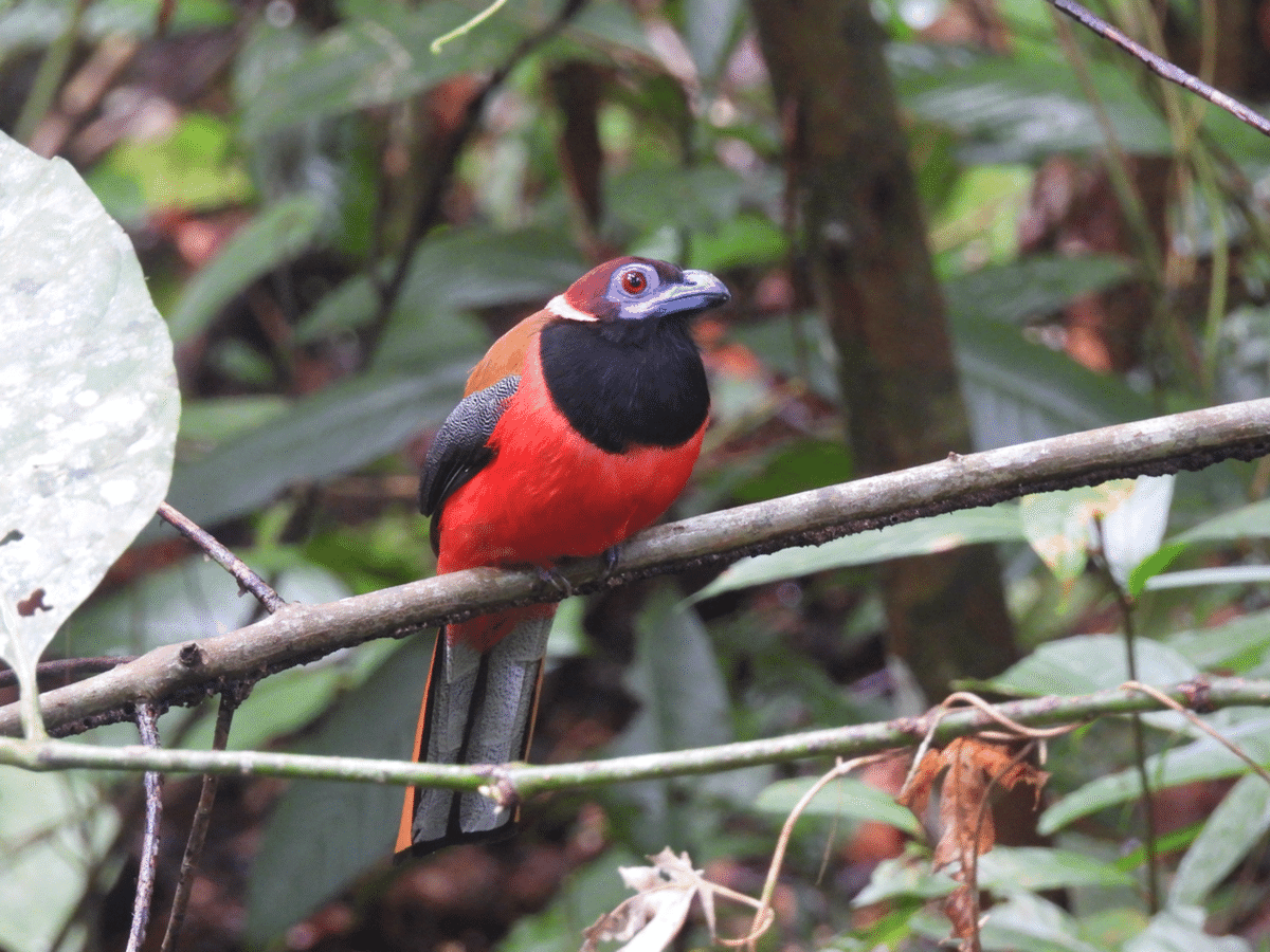 マレーシア遠征⑨｜U