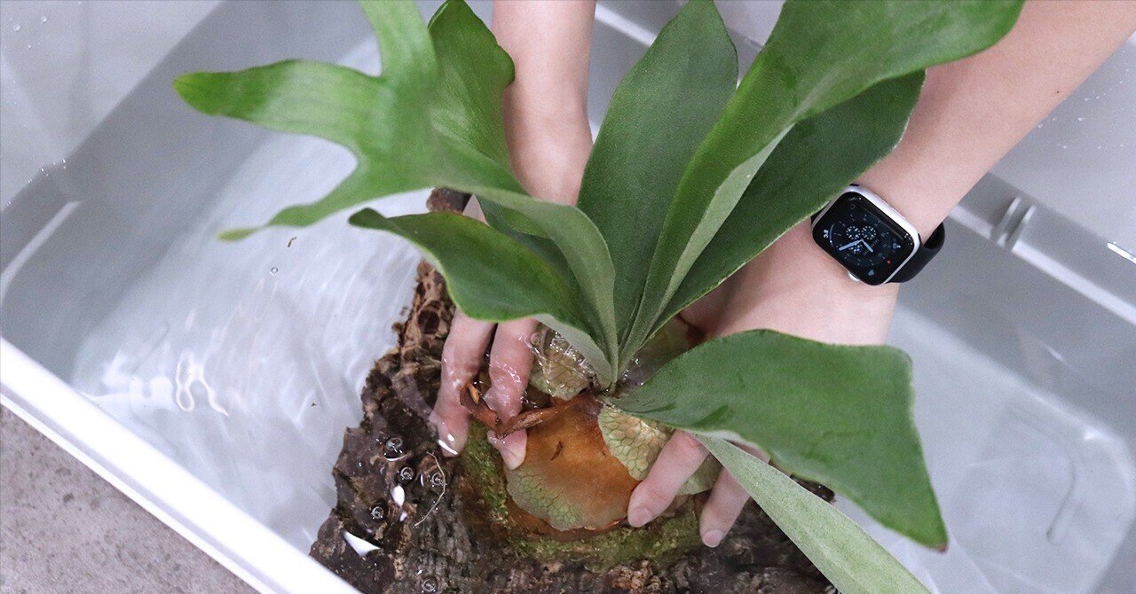 買ってよかった「着生植物の水やり用ケース」｜タカノ / DUCK WORKS