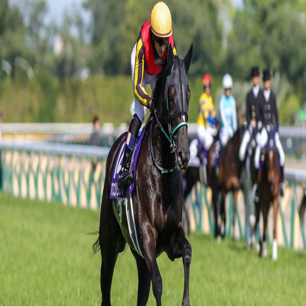 サウジカップについて｜あーるど