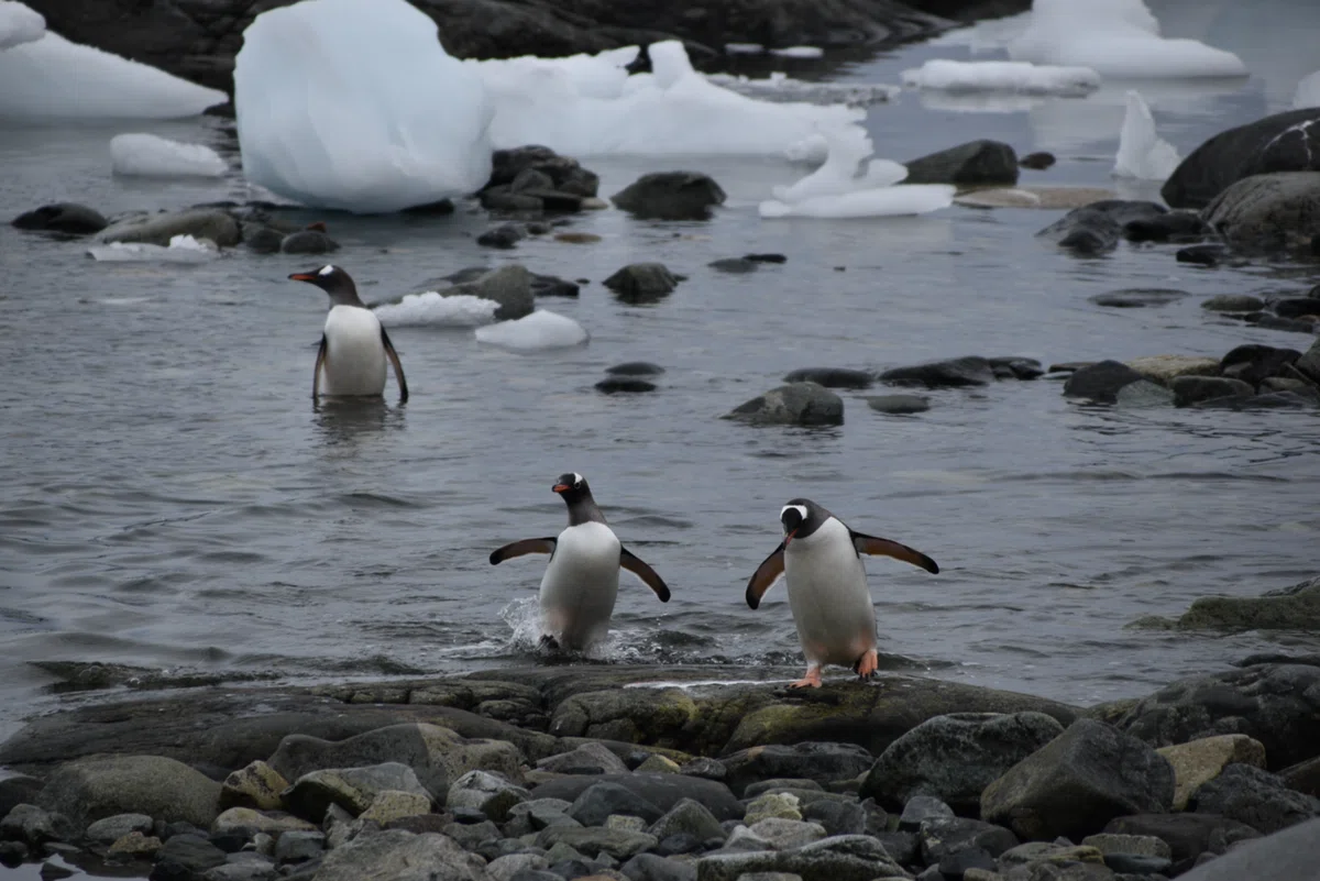 世界一周 day312【南極クルーズ🇦🇶④ジェンツーペンギンのコロニーに