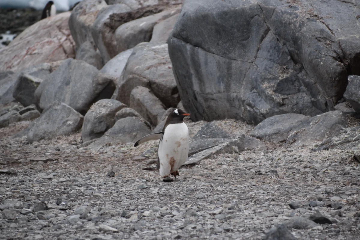 世界一周 day312【南極クルーズ🇦🇶④ジェンツーペンギンのコロニーに